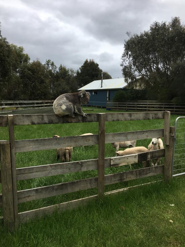 Horse Yard